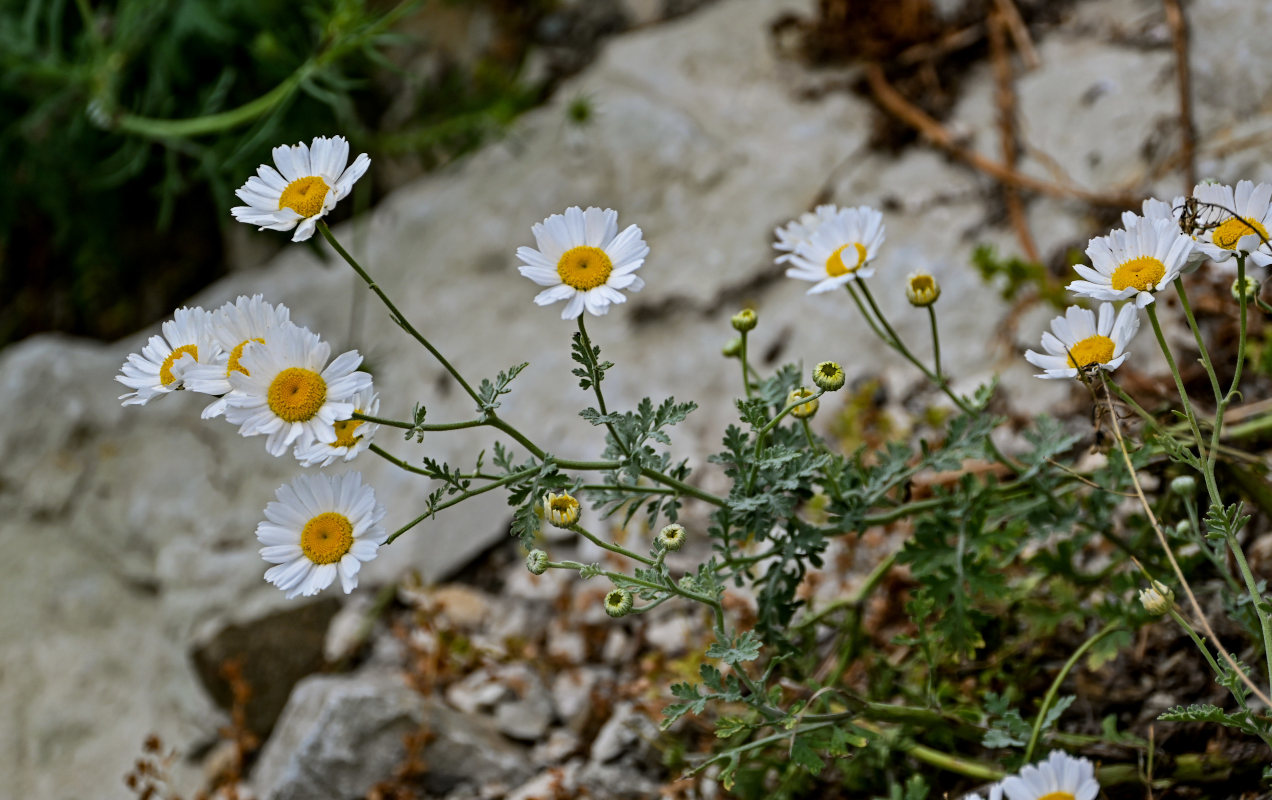 Изображение особи Pyrethrum glanduliferum.