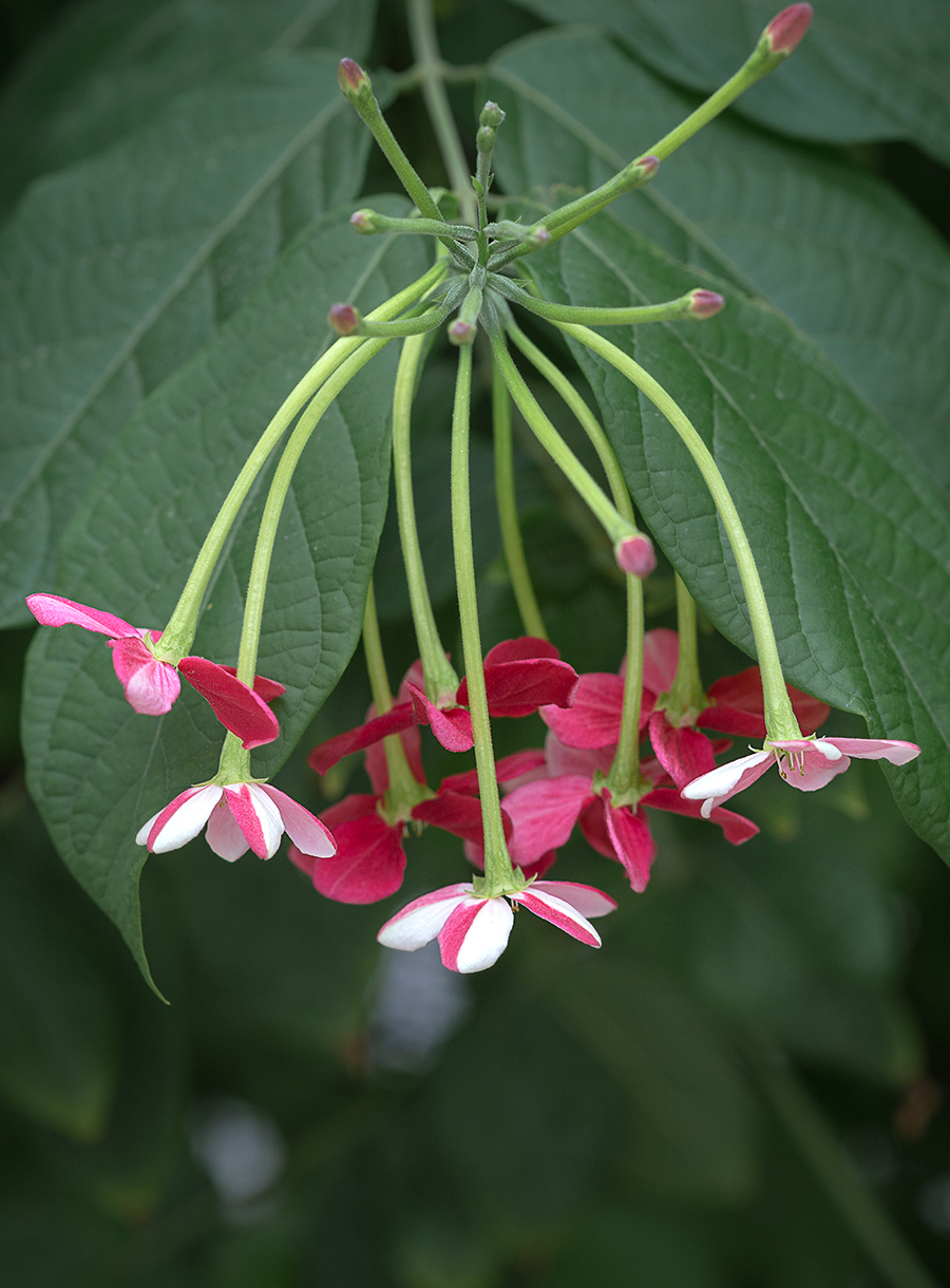 Image of Combretum indicum specimen.