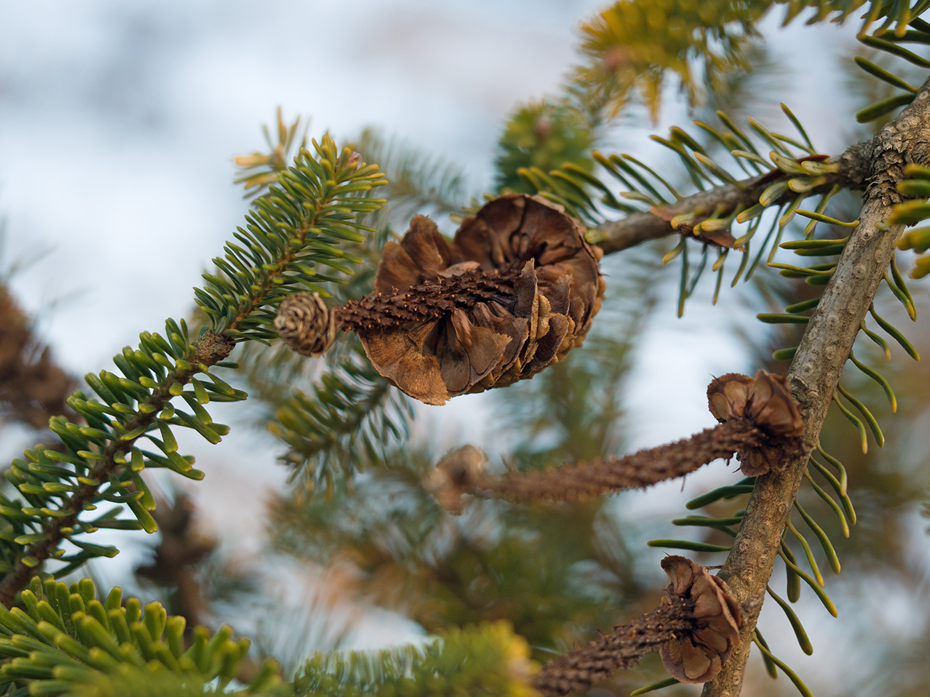 Изображение особи род Abies.