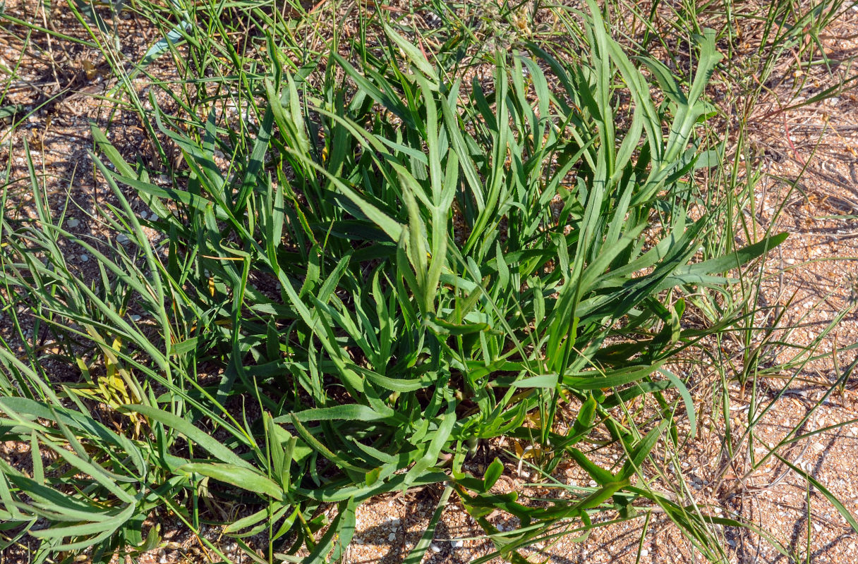 Image of Falcaria vulgaris specimen.