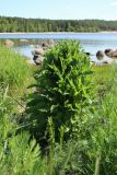 Centaurea jacea