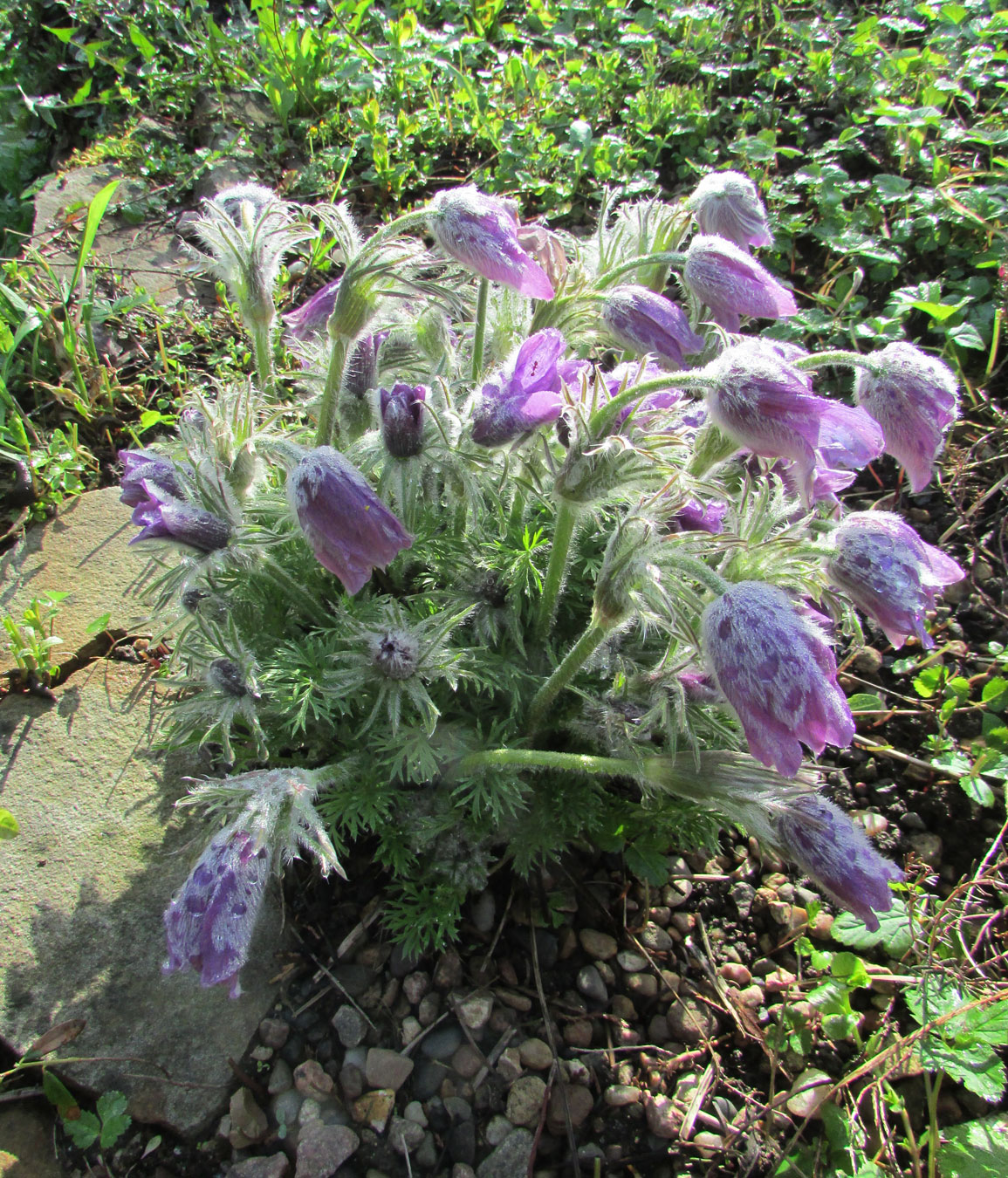 Image of Pulsatilla violacea specimen.