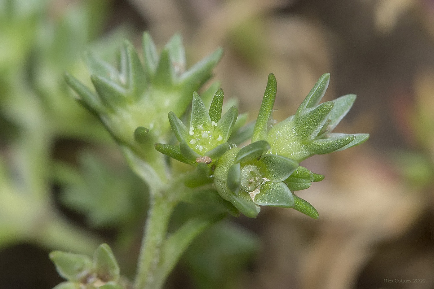 Image of Scleranthus annuus specimen.