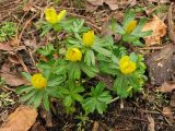 Eranthis hyemalis