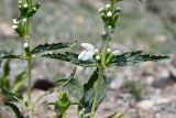 Phlomoides zenaidae