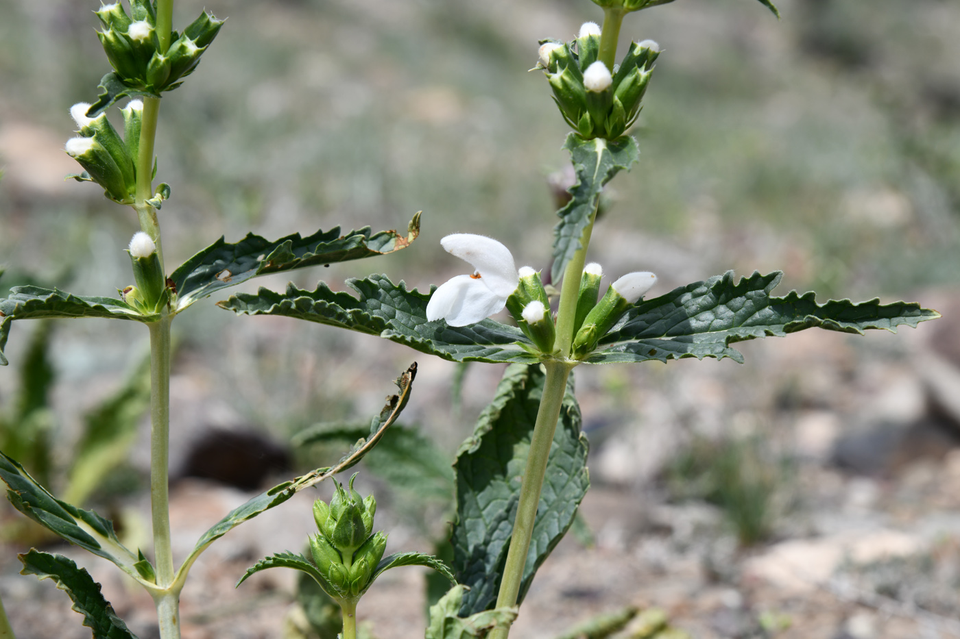 Изображение особи Phlomoides zenaidae.