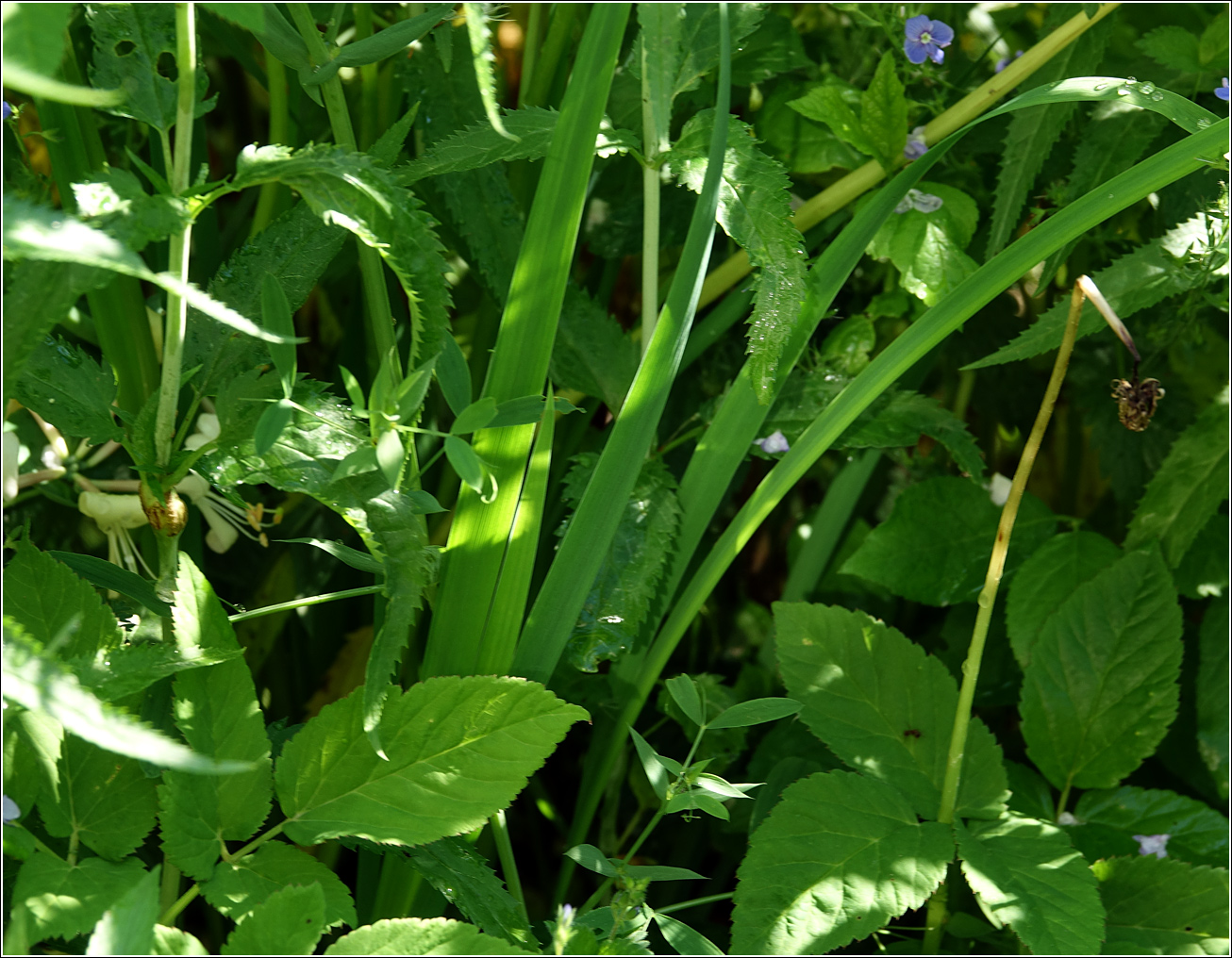 Изображение особи Iris sanguinea.