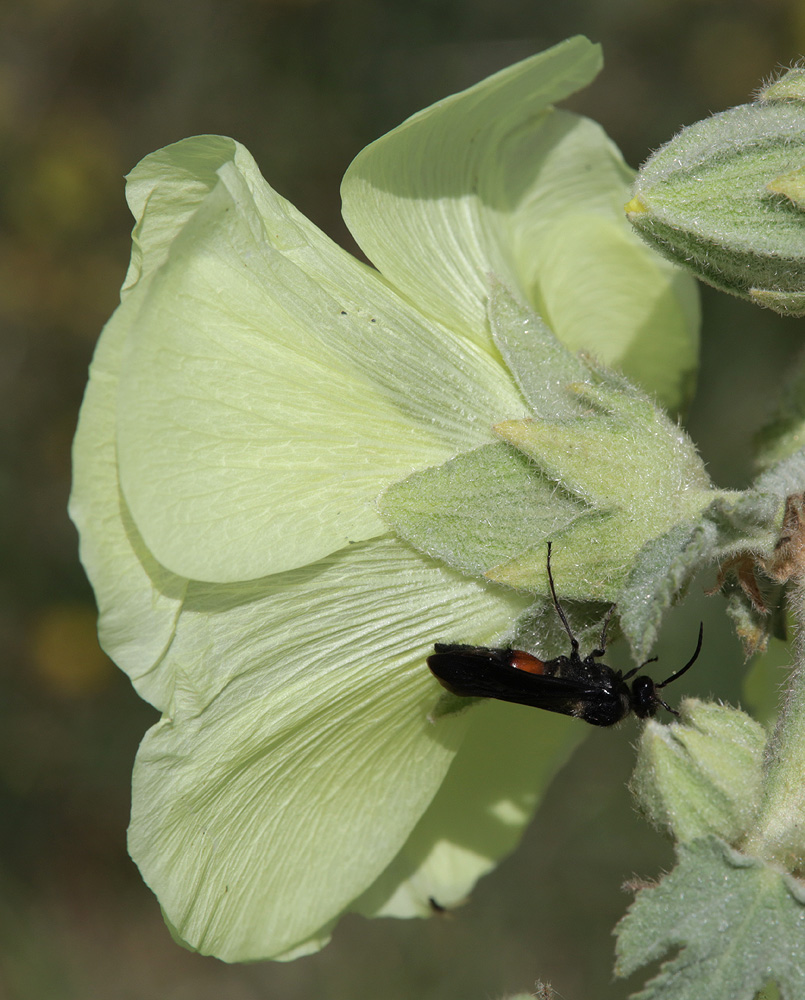 Изображение особи Alcea rugosa.