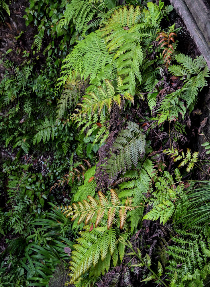 Image of Woodwardia unigemmata specimen.