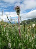 Saussurea krylovii. Цветущее растение в сообществе с Dryas oxyodonta (листья внизу). Восточный Казахстан, Южный Алтай, хр. Сарымсакты, пер. Бурхат, ≈ 2200 м н.у.м., горная тундра. 4 июля 2024 г.