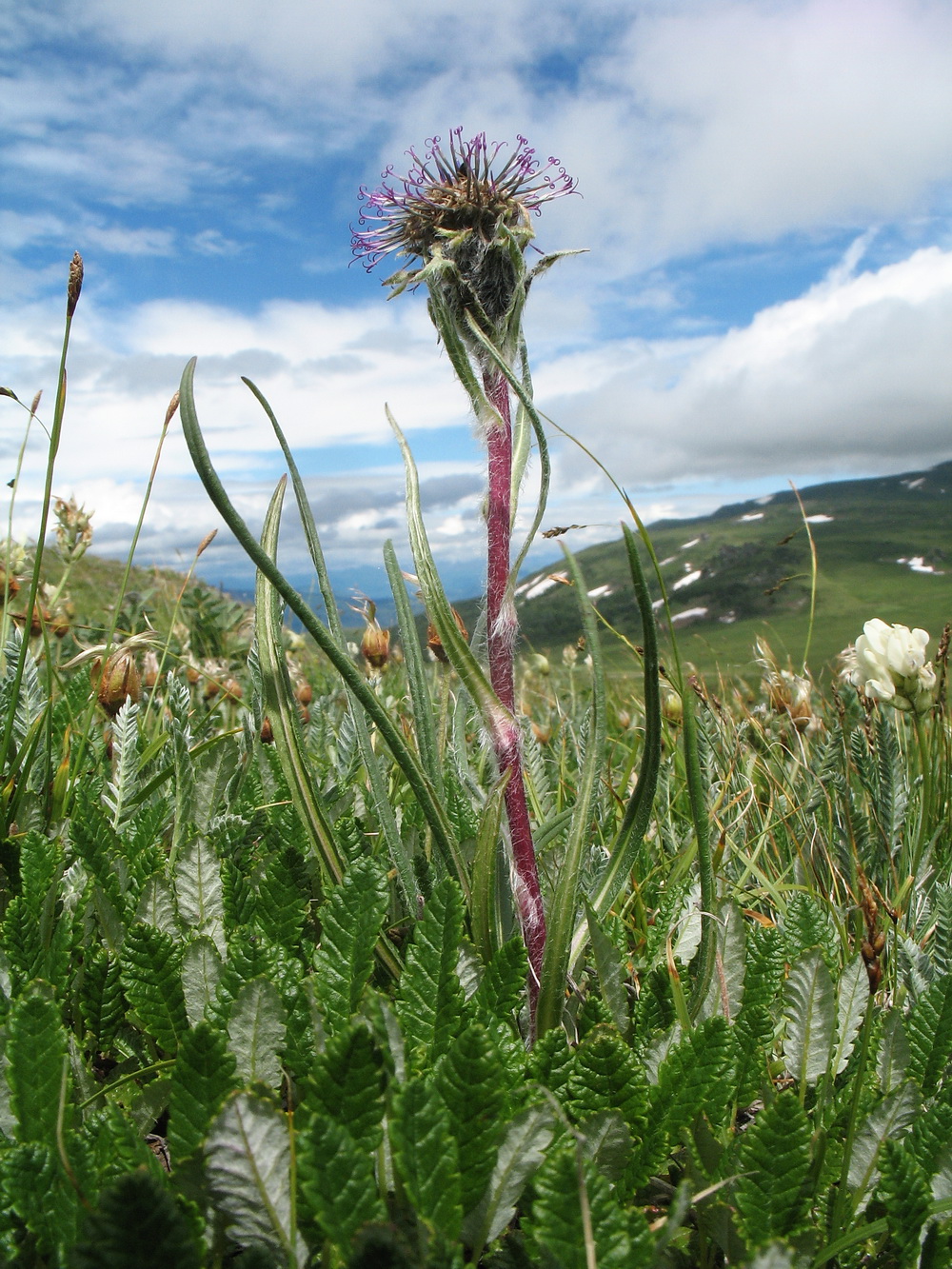 Изображение особи Saussurea krylovii.