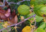 genus Hamamelis. Часть ветви с соцветиями и листьями. Крым, городской округ Ялта, с. Оползневое, Mriya Resort, парк. 10.11.2023.