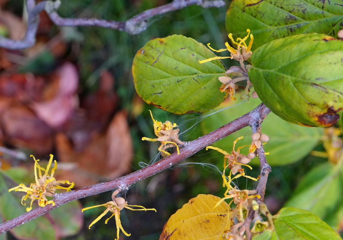 Изображение особи род Hamamelis.