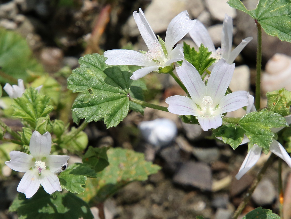 Изображение особи Malva neglecta.