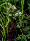 Galium physocarpum. Верхушка отцветающего растения с завязавшимися плодами. Оренбургская обл., Кувандыкский гор. округ, заповедник \"Шайтан-Тау\", долина р. Сакмара, опушка смешанного леса. 05.07.2023.