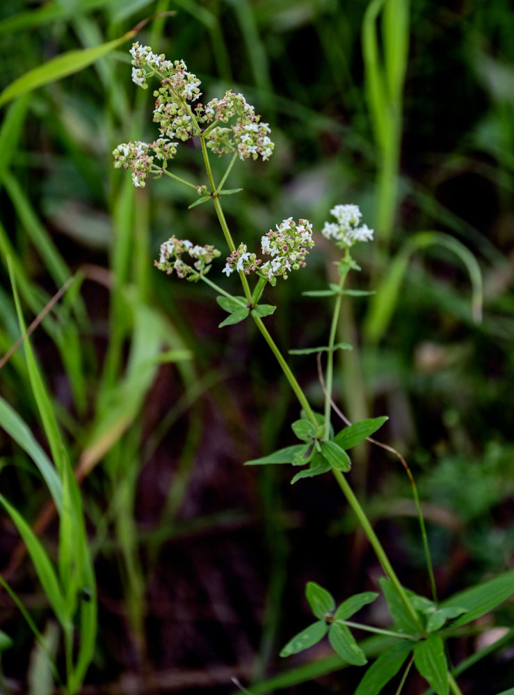 Image of Galium physocarpum specimen.