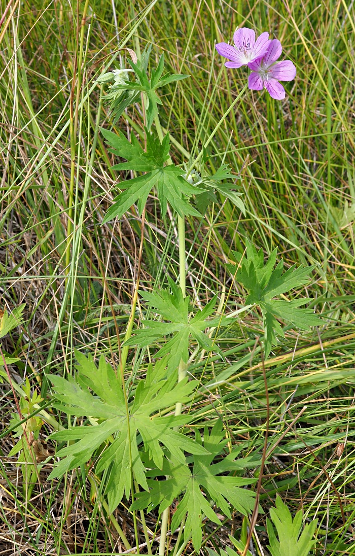 Image of Geranium collinum specimen.