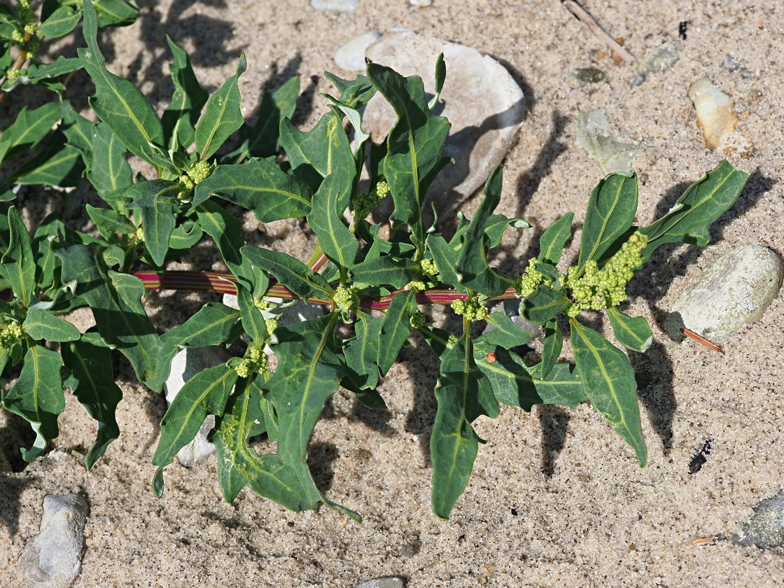 Image of Oxybasis glauca specimen.