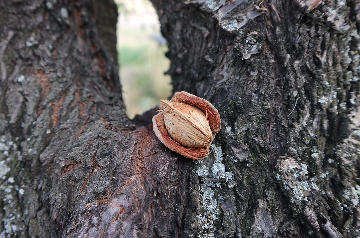 Изображение особи Amygdalus communis.