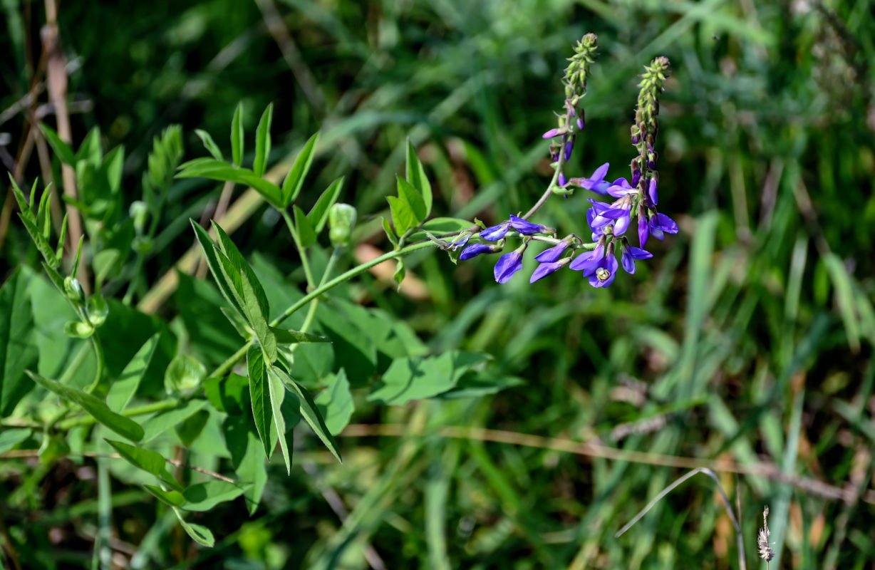 Изображение особи Galega orientalis.