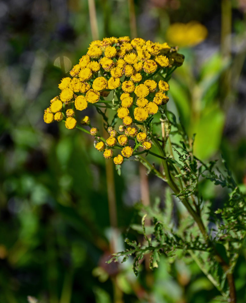 Image of Tanacetum vulgare specimen.