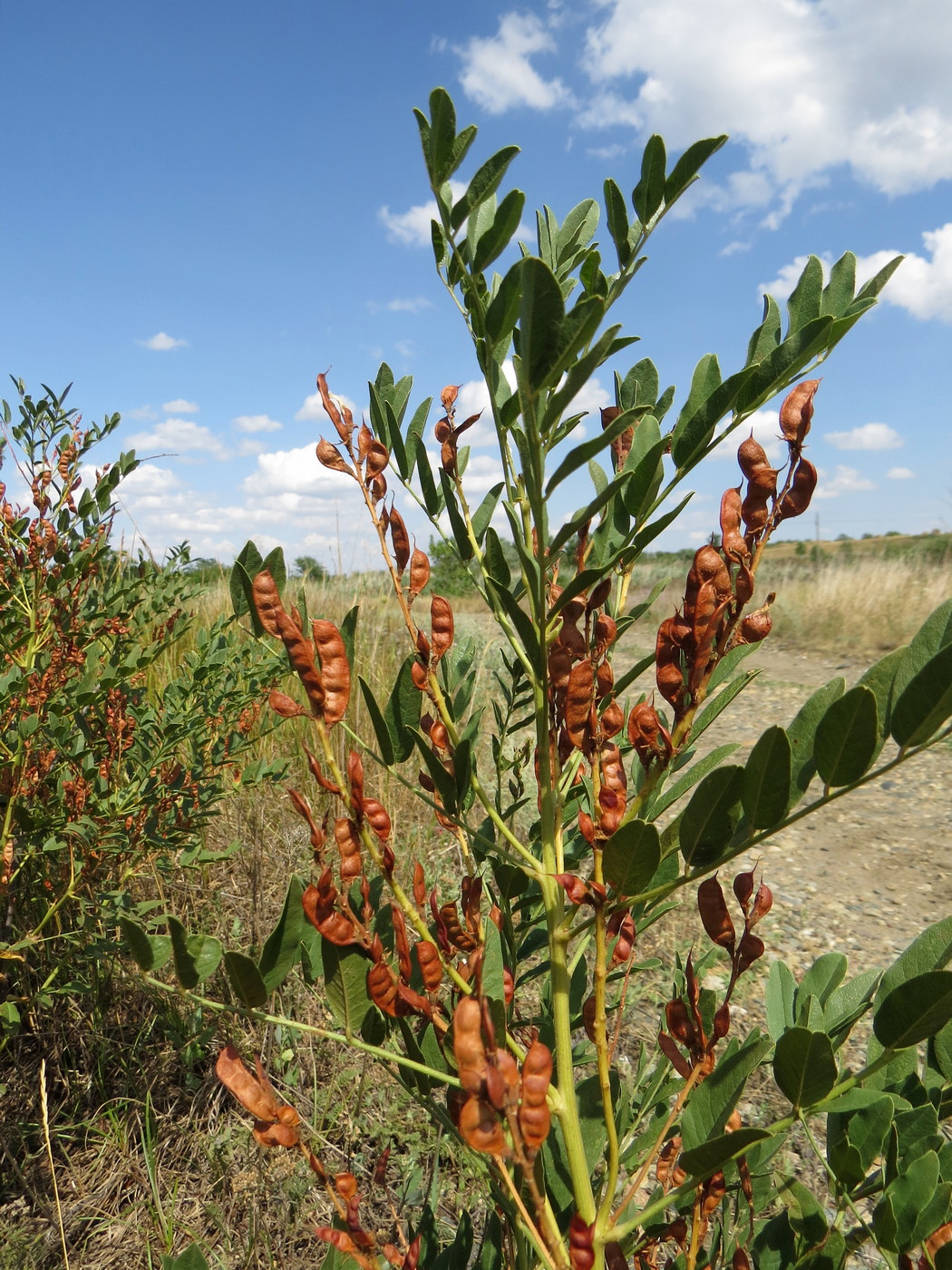 Изображение особи Glycyrrhiza glabra.