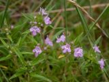 Thymus roegneri