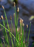 Eleocharis palustris. Верхушки побегов с соцветиями. Ярославская обл., г. Ярославль, устье р. Которосль, в воде у берега. 02.07.2024.