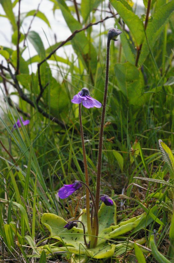 Image of Pinguicula vulgaris specimen.