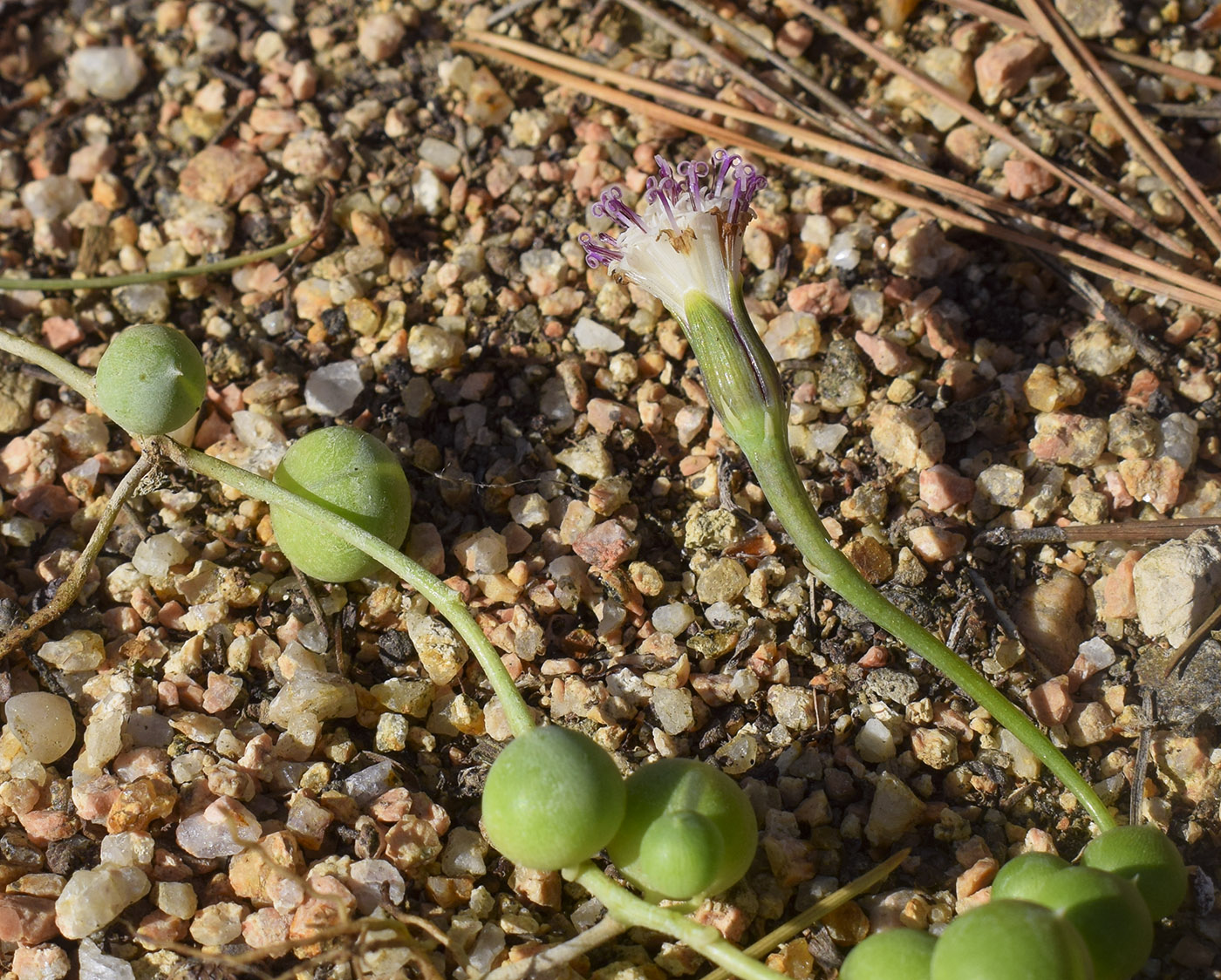 Image of Curio rowleyanus specimen.