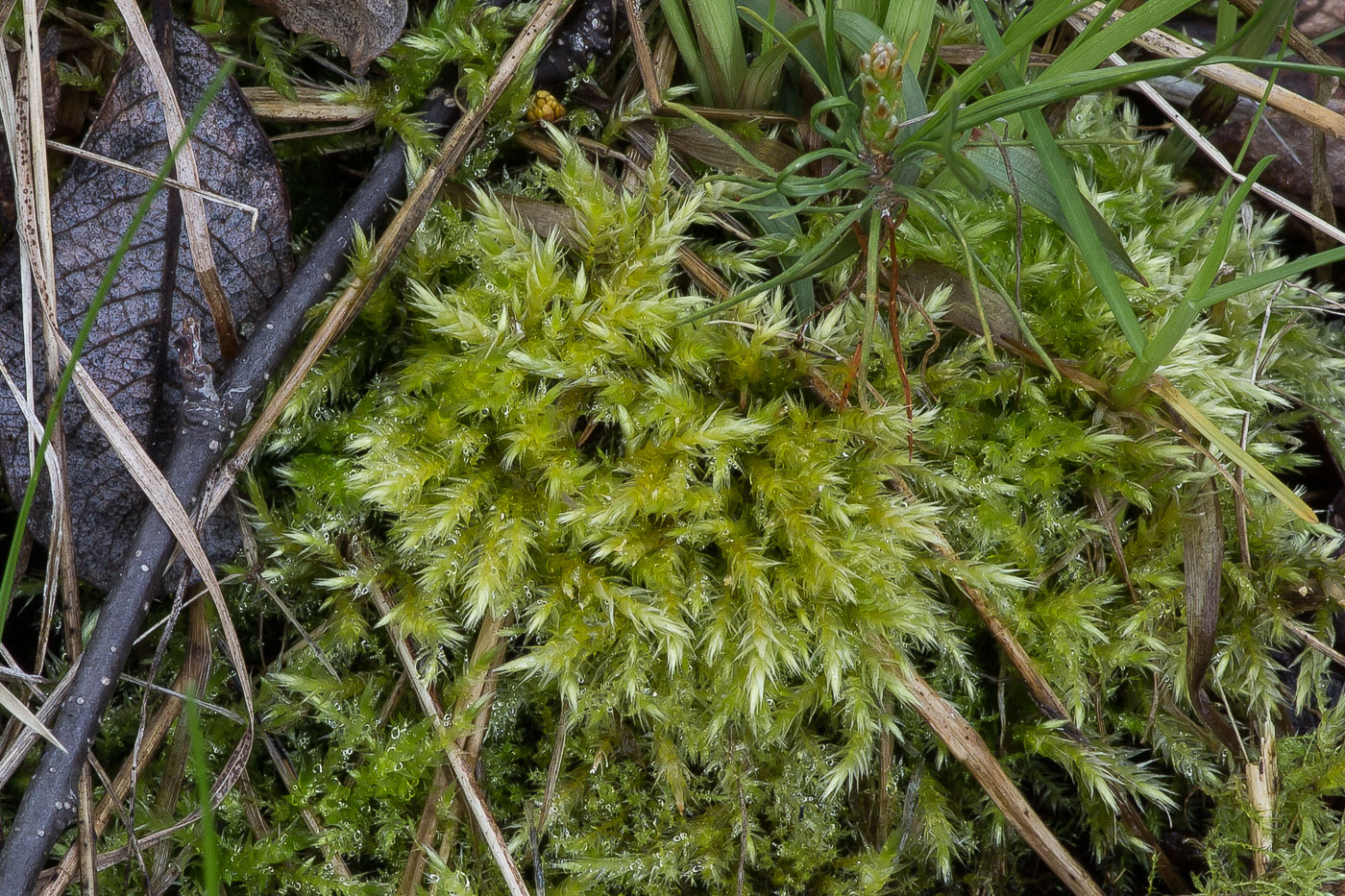 Image of familia Brachytheciaceae specimen.