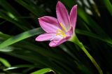 genus Zephyranthes