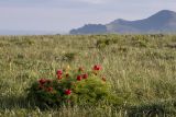 Paeonia tenuifolia. Цветущие растения. Крым, окр. пос. Коктебель, платообразная вершина горы Клементьева, горная степь. 02.05.2019.