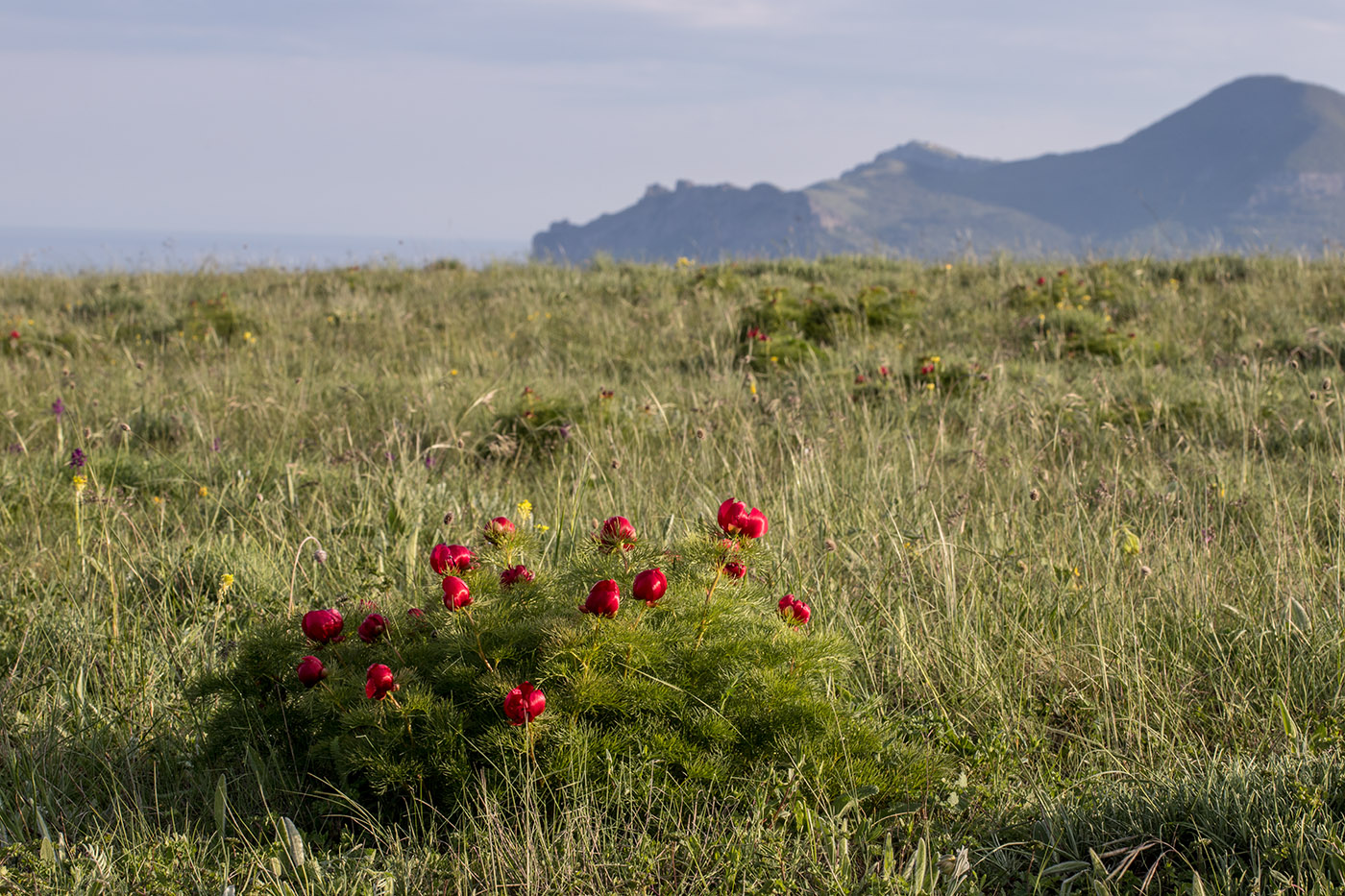 Image of Paeonia tenuifolia specimen.