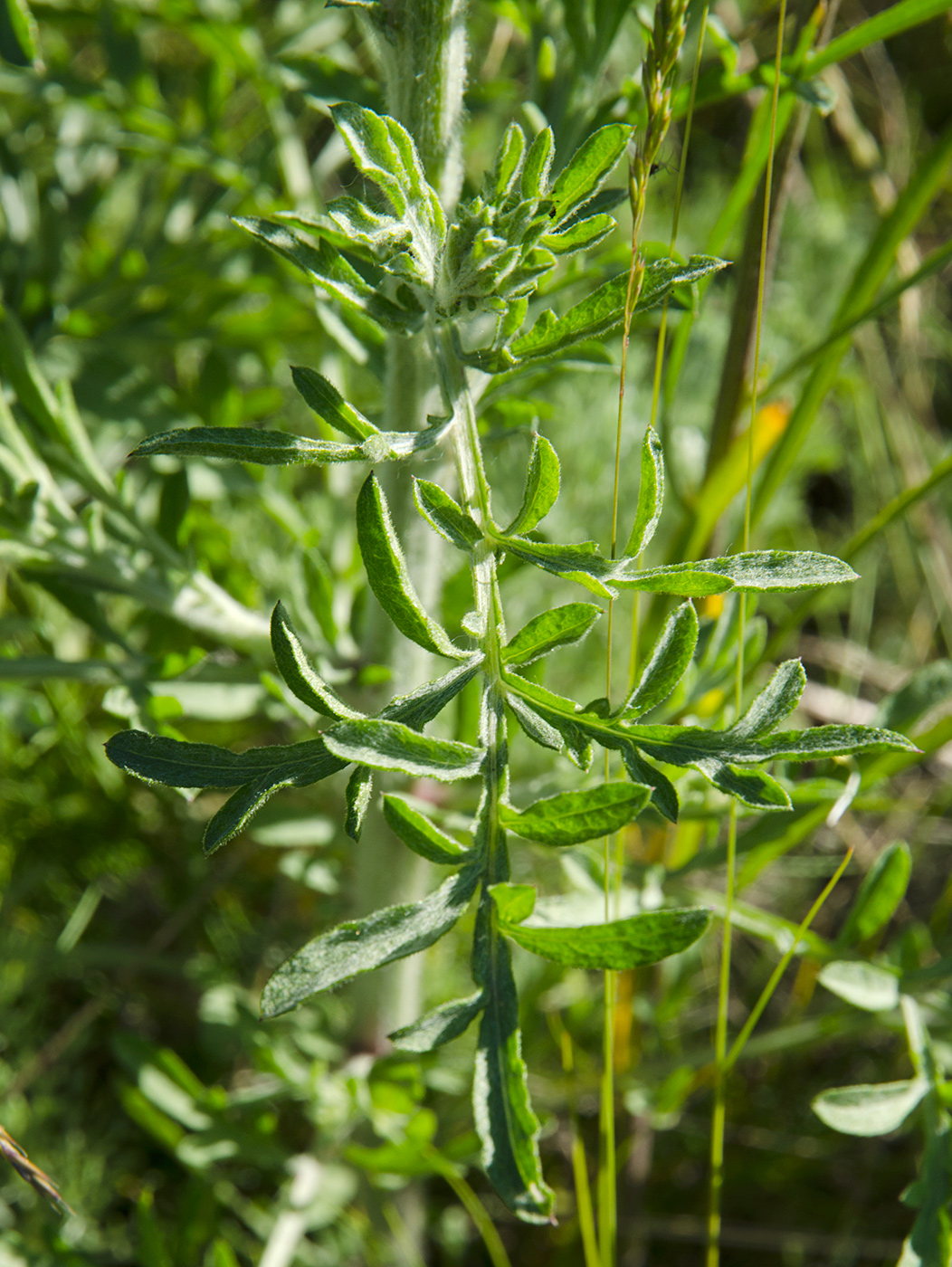 Изображение особи род Centaurea.