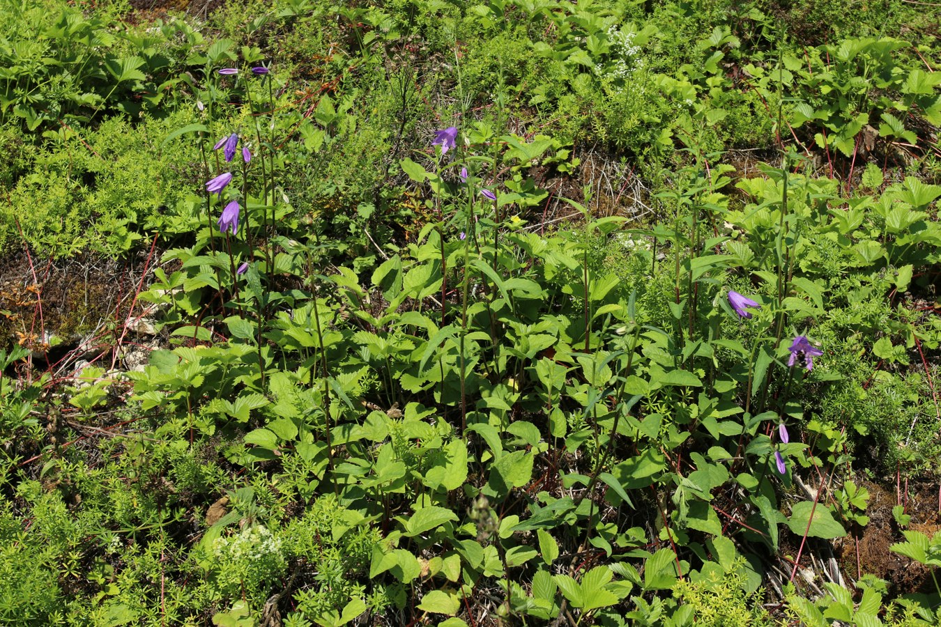 Image of Campanula rapunculoides specimen.