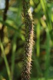 View full-size image Rosa glabrifolia
