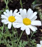 View gallery of subtaxa Image of specimen