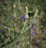 Смотреть изображение род Tragopogon