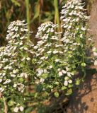 Смотреть изображение Iberis umbellata