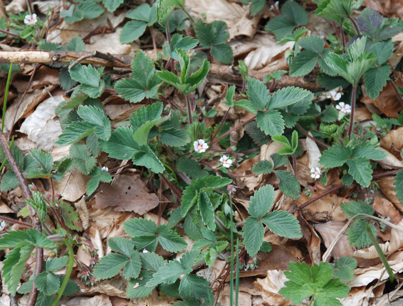 Image of Potentilla micrantha specimen.