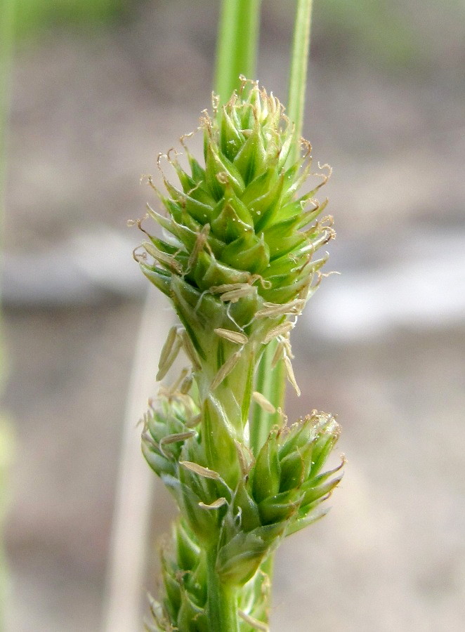 Изображение особи Carex canescens.