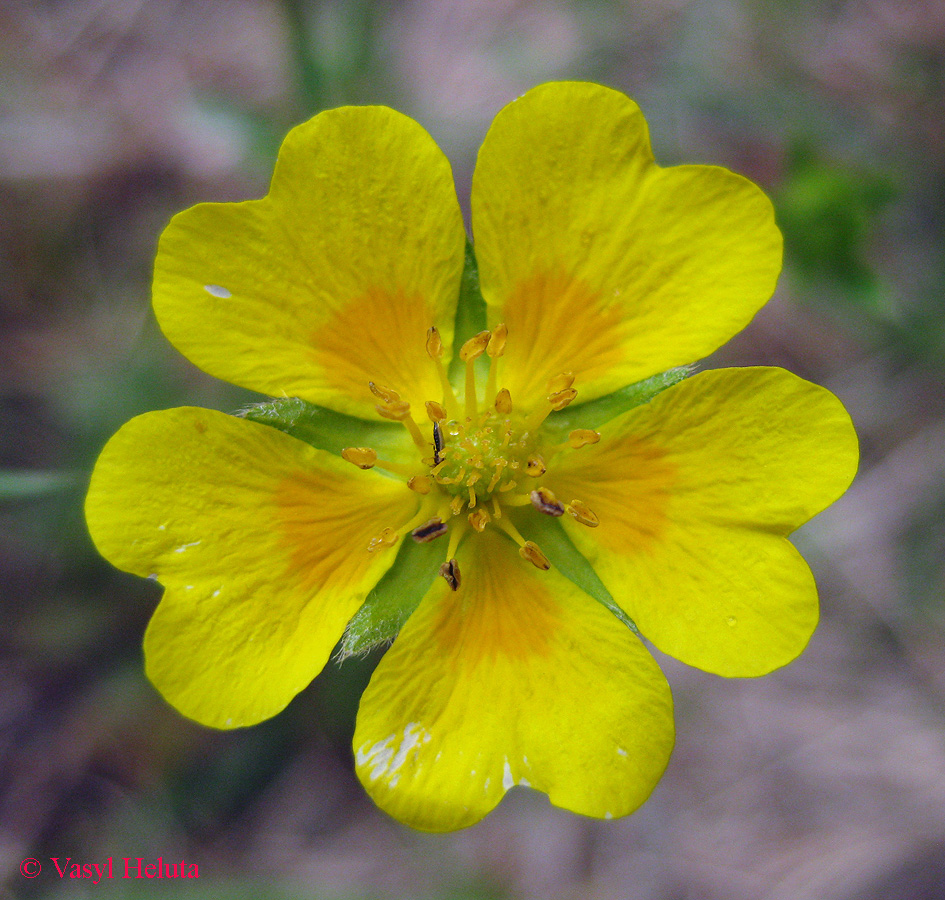 Image of Potentilla aurea specimen.