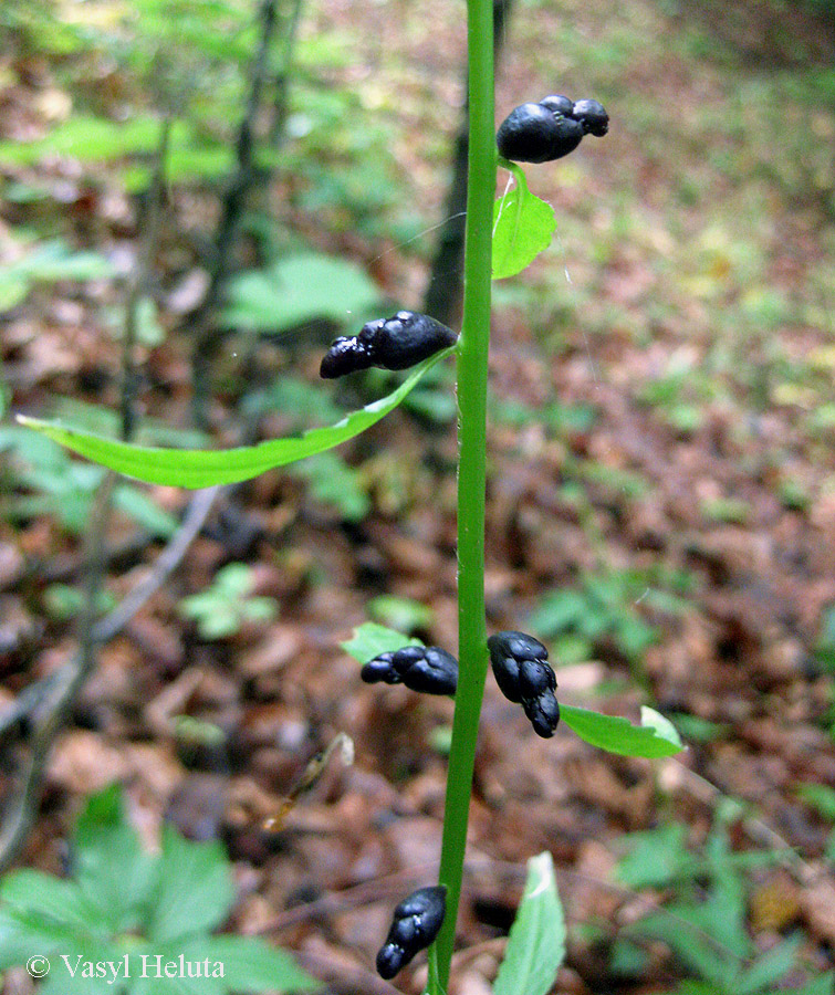 Image of Cardamine bulbifera specimen.