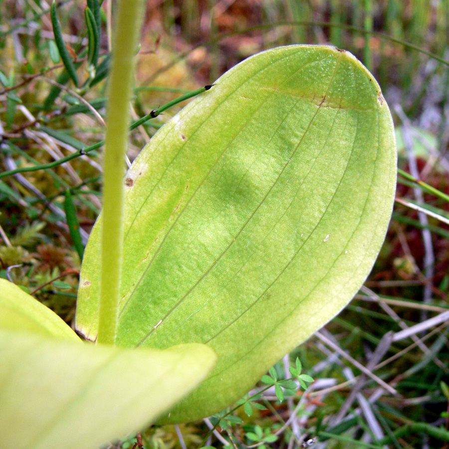 Image of Listera ovata specimen.