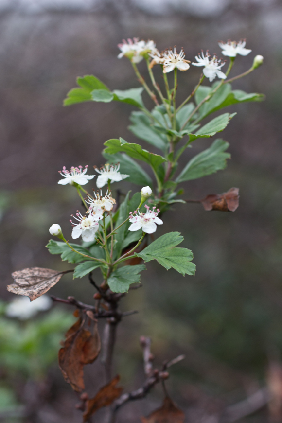 Image of genus Crataegus specimen.