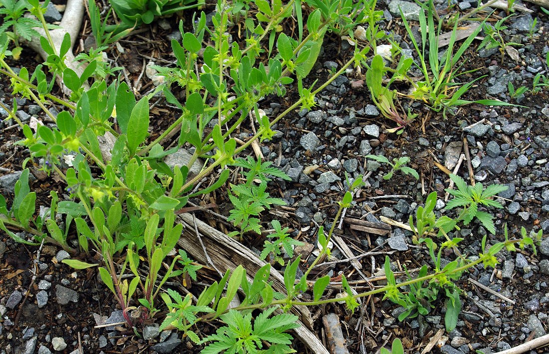 Image of Asperugo procumbens specimen.