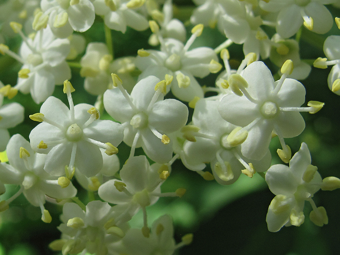 Image of Sambucus nigra specimen.