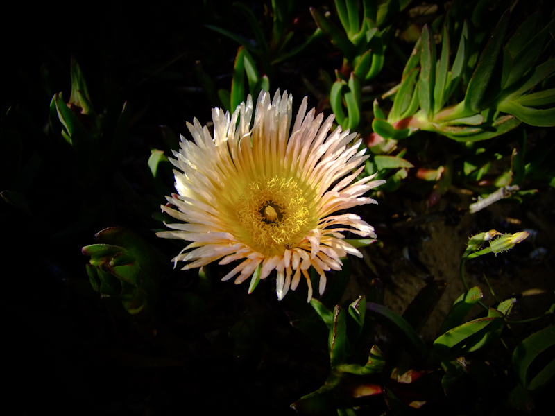 Image of genus Carpobrotus specimen.