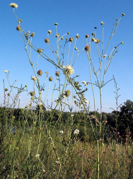 Изображение особи Scabiosa ochroleuca.